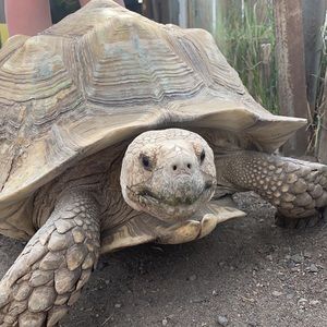 Meet your Posher, Farrah